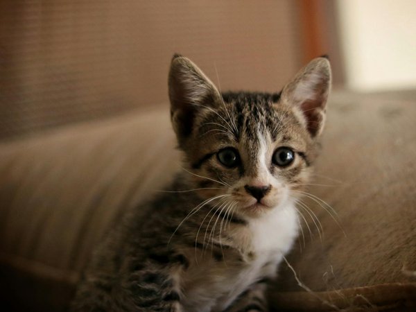 Essential Tips for UK Tourists on Safely Engaging with Hebrides Wildlife